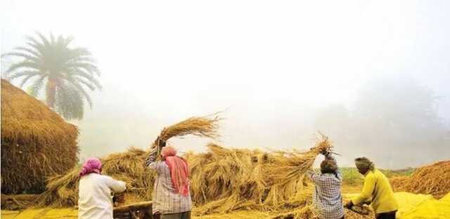 Aman nabanno agri নবান্ন Rice ধান আমন ধান কৃষক