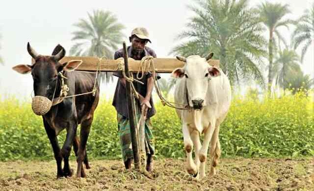 ঘাস চাষ Plow money লাঙ্গল হালচাষ হাল চাষ লাঙ্গল-জোয়াল জোয়াল