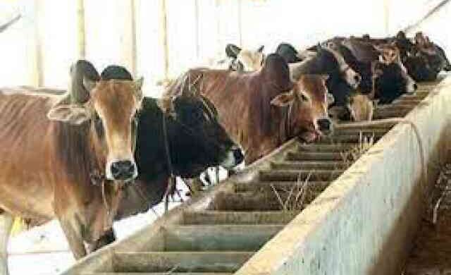 livestock Friesian Friesian Cross Cattle Australian Cattle Feed Cow Farm Agro livestock Cattle farming Heife Dairy farming agriculture milk product bull cow bulls cows Qurbani Eid farmers beef fattening established trade ক্যাটল কাটল এক্সপো গবাদিপশু পালন মেলা পশুপাখি মেলা একটি বাড়ি একটি খামার খামারি খামারী খামার গরু প্রদর্শিত অ্যাগ্রো গোখাদ্য এগ্রো ফার্মা প্রদর্শন যুব উন্নয়ন অধিদপ্তর কোরবানি গরু মোটাতাজা জাত