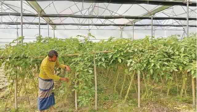 ঘাস চাষ Boro paddy farmers ইরিগেশন Irrigation Rice ধান আমন ধান কৃষক agri সেচ মৌসুম ডিজেল shop food ভোজ্যতেল চিনি আটা vegetable Vegetables mudi dokan bazar মুদি বাজার নিত্য পণ্য দোকান mudi dokan bazar মুদি বাজার নিত্য পণ্য দোকান সবজি চাষ