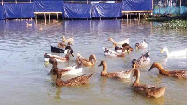 পাতিহাঁসের পাতিহাঁস Duck farming process Hash palon Duck farm হাঁস পালন