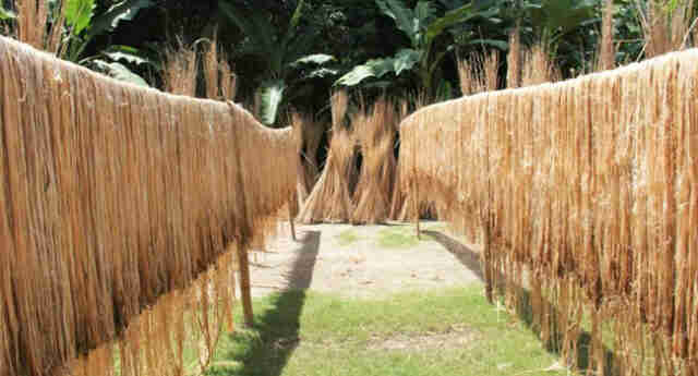 Farmers unhappy over low jute price in Kurigram