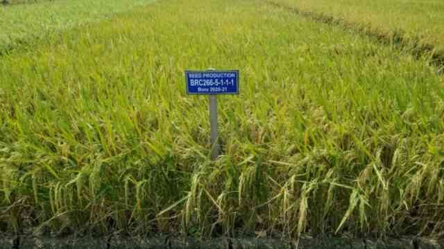 Aman Boro paddy farmers fertiliser Ministry of Land জমি জরিপ ভূমি মন্ত্রণালয়Urea ইউরিয়া সার Urea Fertilizer ইউরিয়া ফার্টিলাইজার সার Urea Fertilizer ইউরিয়া ফার্টিলাইজার সার Rice ধান আমন ধান কৃষক paddy