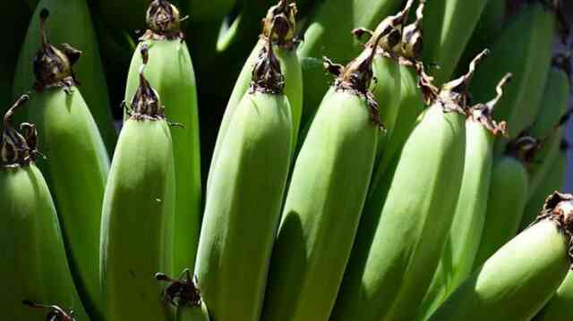 কাঁচা কলার কাঁচা কলা Musa × paradisiaca Fruit Plant Musa paradisiaca banana কাঁচকলা কাঁচ কলা