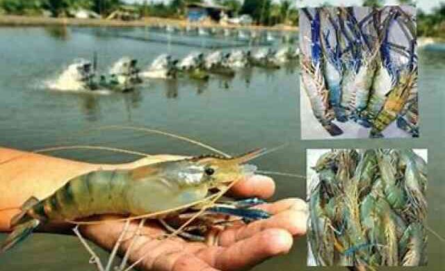 Shrimp FISH Animal চিংড়ি চাষ বাগদা চিংড়ি চিংড়ি মাছ