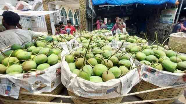 Haribhanga mango হাঁড়িভাঙা আম Mukul aam Aam flower Mango Amer Mukul Amer Bol আমের বোলআমের ফুল গুটি আম মুকুল আমের মুকুল ঝরা রোধে করণীয় mango bd aam am mango edible stone fruit ফলের রাজা আম ম্যাঙ্গিফেরা সুস্বাদু ফল চাষ কাঁচা পাকা PRAN PRAN's workers are busy at conveyor belt for processing Mango pulp-2023 রাজশাহী ও নাটোর কারখানায় প্রাণ এর আম সংগ্রহ শুরু সাতক্ষীরার আম