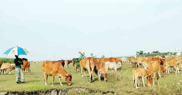 livestock Friesian Friesian Cross Cattle Australian Cattle Feed Cow Farm Agro livestock Cattle farming Heife Dairy farming agriculture milk product bull cow bulls cows Qurbani Eid farmers beef fattening established trade ক্যাটল কাটল এক্সপো গবাদিপশু পালন মেলা পশুপাখি মেলা একটি বাড়ি একটি খামার খামারি খামারী খামার গরু প্রদর্শিত অ্যাগ্রো গোখাদ্য এগ্রো ফার্মা প্রদর্শন যুব উন্নয়ন অধিদপ্তর কোরবানি গরু মোটাতাজা জাত cow cow গাইবান্ধা