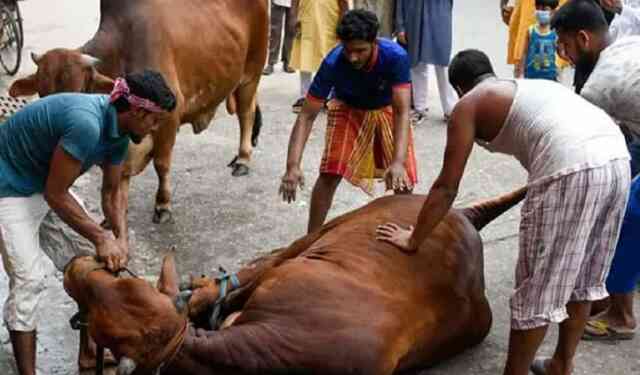 livestock Friesian Friesian Cross Cattle Australian Cattle Feed Cow Farm Agro livestock Cattle farming Heife Dairy farming agriculture milk product bull cow bulls cows Qurbani Eid farmers beef fattening established trade ক্যাটল কাটল এক্সপো গবাদিপশু পালন মেলা পশুপাখি মেলা একটি বাড়ি একটি খামার খামারি খামারী খামার গরু প্রদর্শিত অ্যাগ্রো গোখাদ্য এগ্রো ফার্মা প্রদর্শন যুব উন্নয়ন অধিদপ্তর কোরবানি গরু মোটাতাজা জাত cow পশু কুরবানি কোরবানি