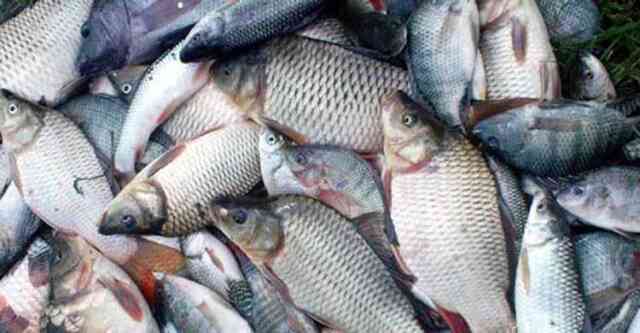 মাছ fishing catch fish Boat ship ark skiff davit craft smack yawl scow vessel জাহাজ তরণী সিন্দুক নৌকা জেলে নৌকা নিষিদ্ধ কারেন্ট জাল জালিয়া খাল বিল নদী নালামাছ