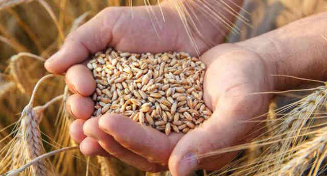 grain Wheat গম Wheat গম cornflour corn flour whole wheat meal আটা ময়দা
