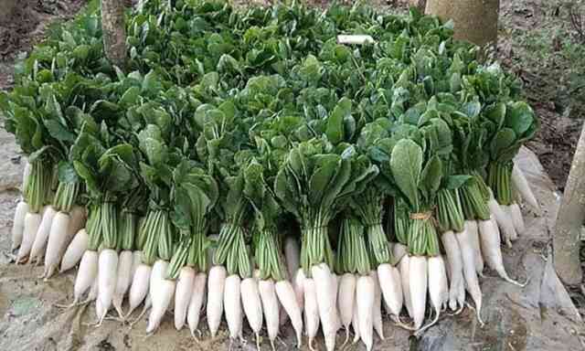 Radish Vegetable Raphanus sativus মুলা মূলা মুলা পুষ্টিকর সবজি বন্দর আমদানি বাণিজ্য import trade trade Export Promotion Bureau EPB Export Market বাণিজ্য রপ্তানি উন্নয়ন ব্যুরো ইপিবি export shop food ভোজ্যতেল চিনি আটা vegetable Vegetables mudi dokan bazar মুদি বাজার নিত্য পণ্য দোকান mudi dokan bazar মুদি বাজার নিত্য পণ্য দোকান romzan ডলার রোজা রমজান পণ্য ভোগ্যপণ্যের আমদানি এলসি ভোগ্যপণ্য খালাস স্থলবন্দর বাজার bazar shop food ভোজ্যতেল চিনি আটা vegetable Vegetables mudi dokan bazar মুদি বাজার নিত্য পণ্য দোকান mudi dokan bazar মুদি বাজার নিত্য পণ্য দোকান শীতের সবজি