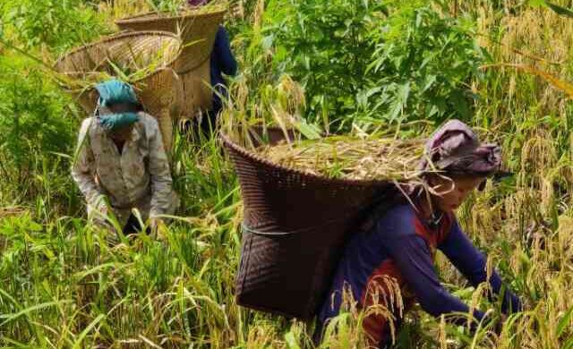 Shifting Cultivation জুমচাষ জুমধান জুম ধান জুমক্ষেত জুমচাষীদের জুমচাষী