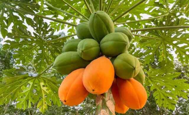 Papaya Plant Papaya Plant পেঁপে পেপে